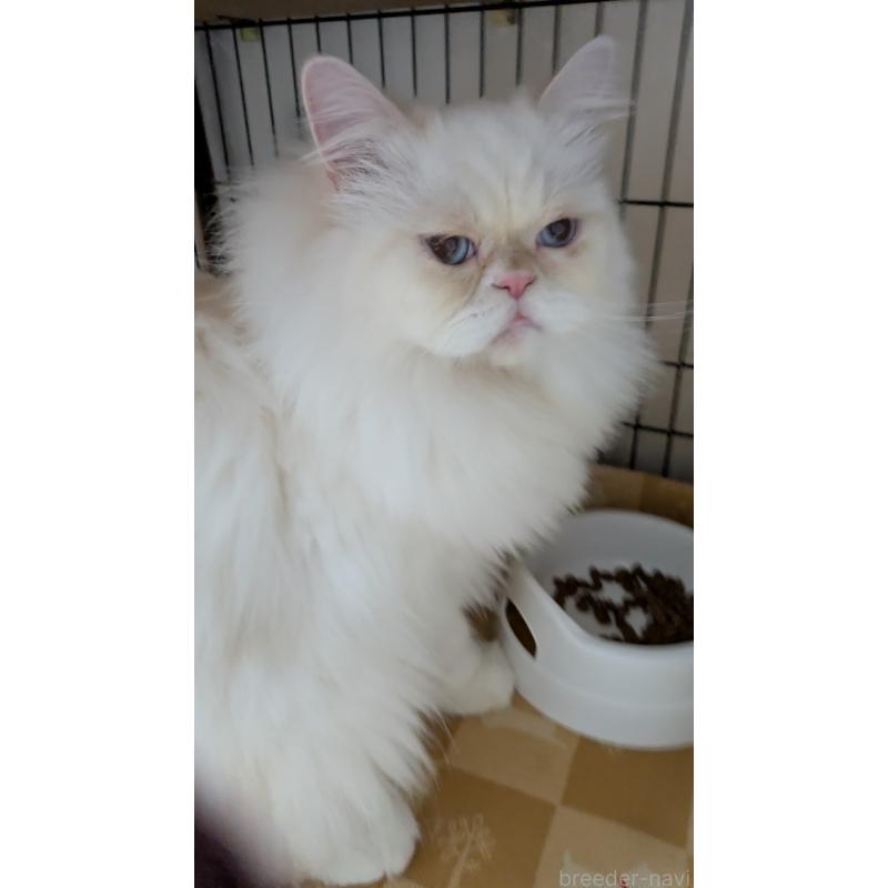 販売中の大阪府のミヌエット-119962の7枚目