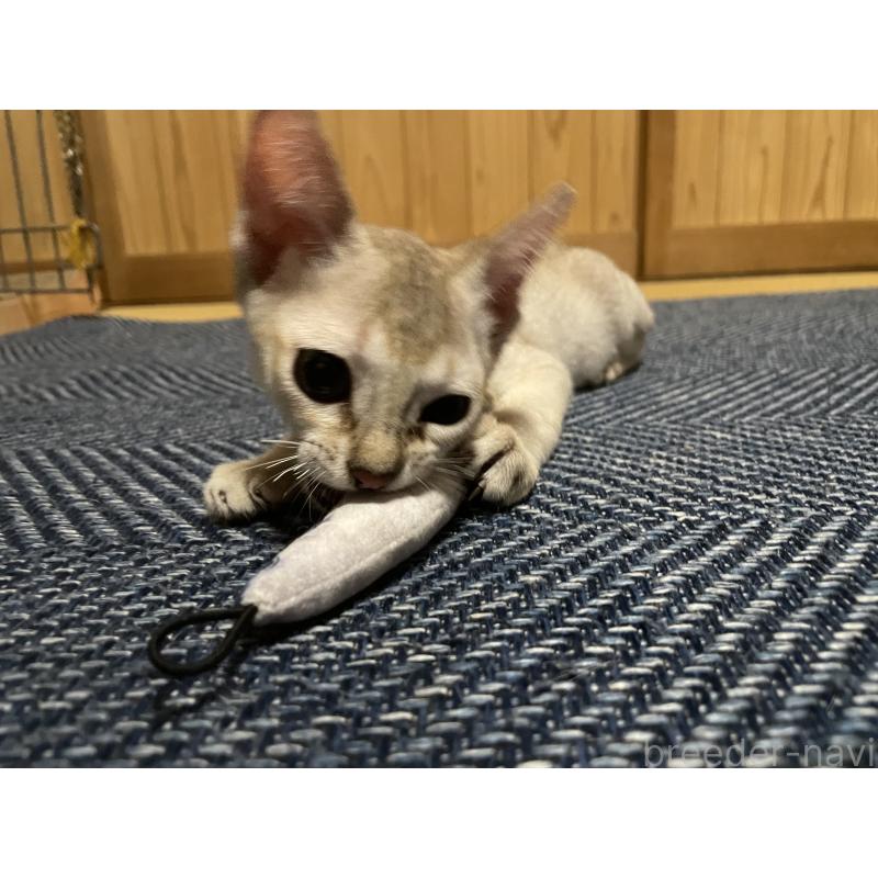 販売中の広島県のシンガプーラ-125610の4枚目