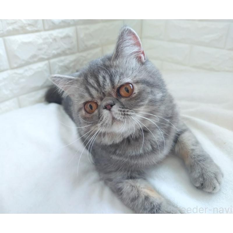 販売中の静岡県のエキゾチックショートヘア-109488の3枚目