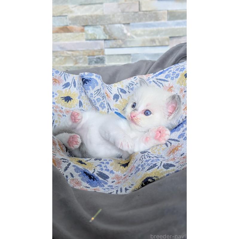 販売中の茨城県のラグドール-127632の7枚目