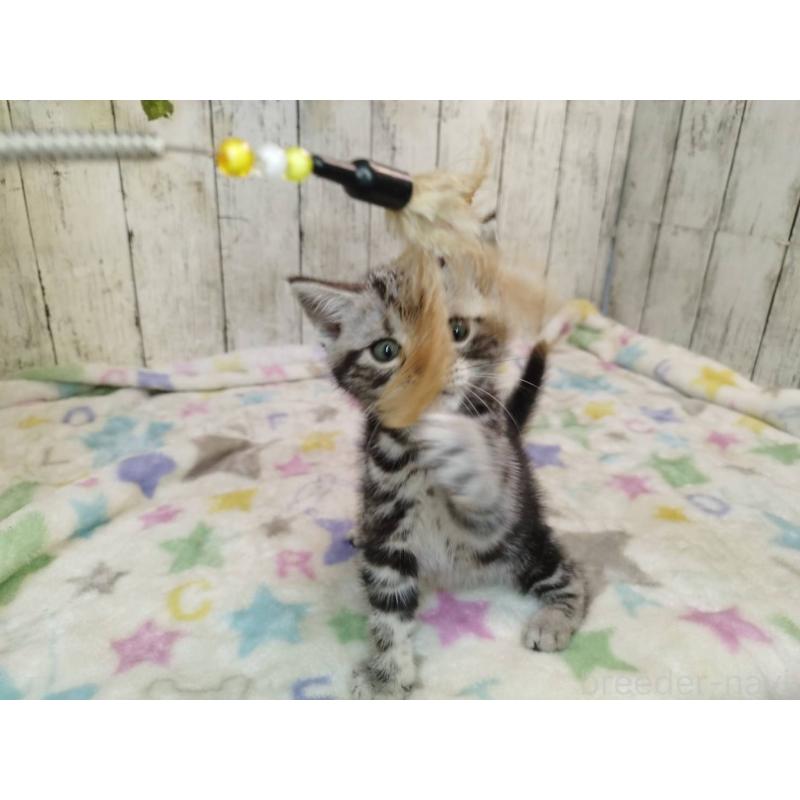 販売中の三重県のアメリカンショートヘア-127633の4枚目