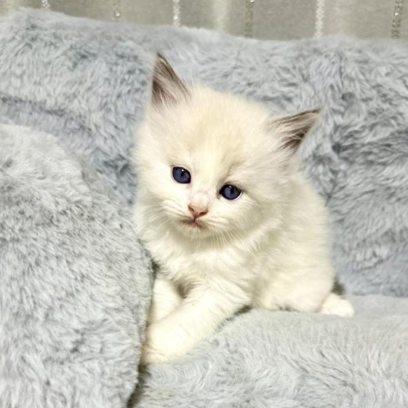 販売中の群馬県のラグドール-127643の1枚目