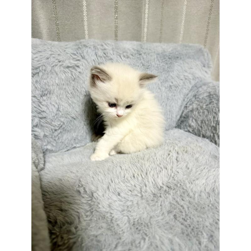 販売中の群馬県のラグドール-127644の4枚目