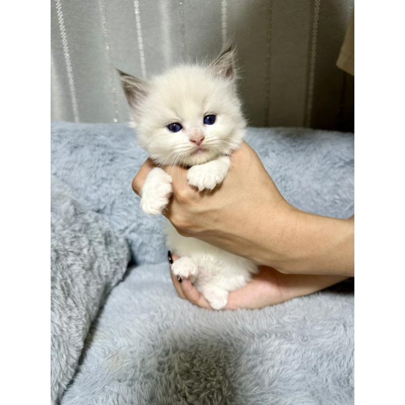 販売中の群馬県のラグドール-127645の6枚目