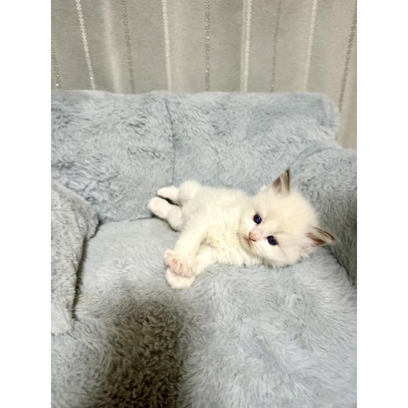 販売中の群馬県のラグドール-127645の5枚目