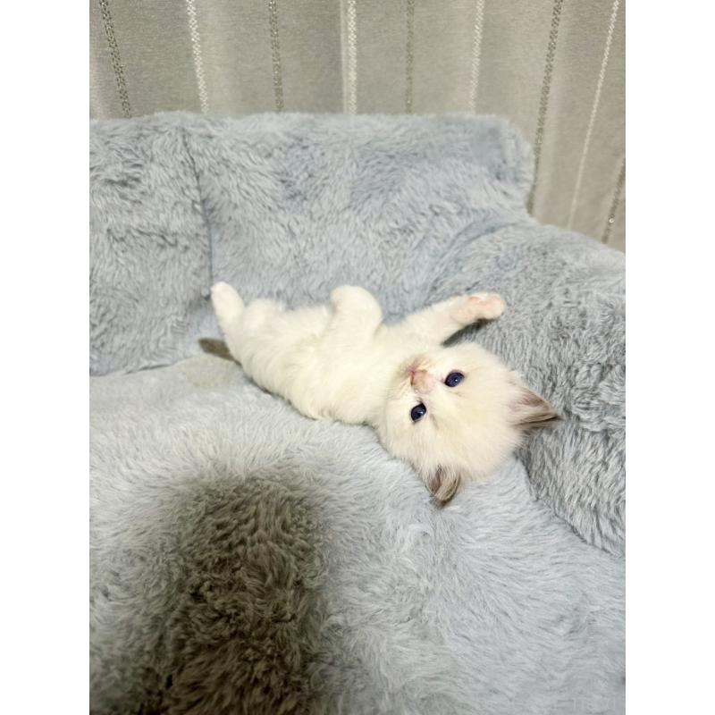 販売中の群馬県のラグドール-127645の4枚目