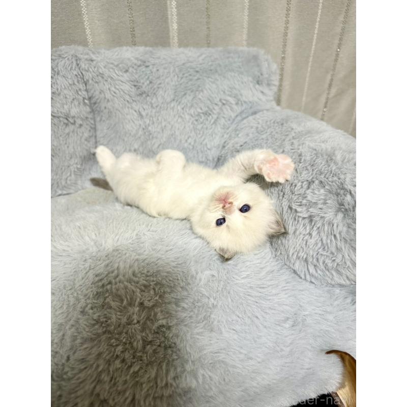 販売中の群馬県のラグドール-127645の2枚目