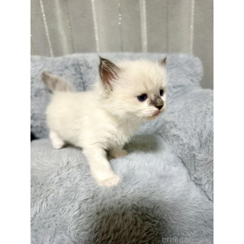 販売中の群馬県のラグドール-127646の5枚目