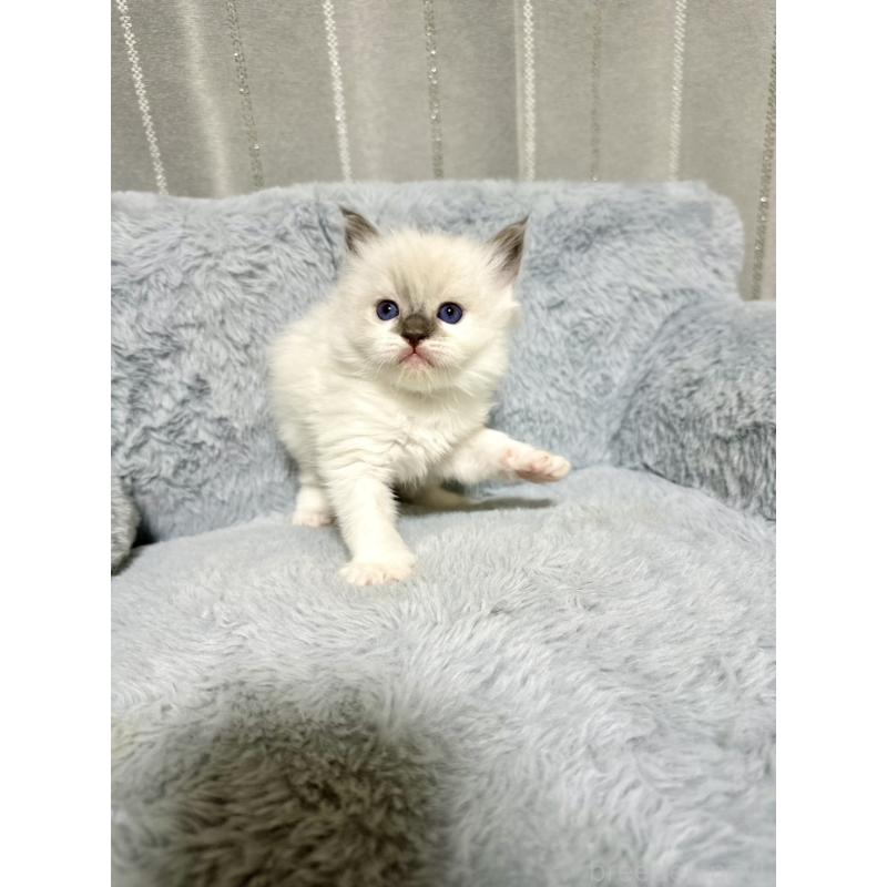 販売中の群馬県のラグドール-127646の4枚目
