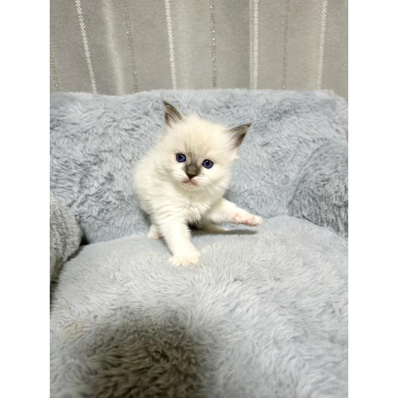 販売中の群馬県のラグドール-127646の3枚目