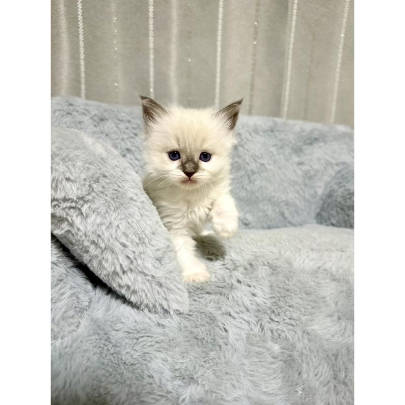 販売中の群馬県のラグドール-127646の2枚目