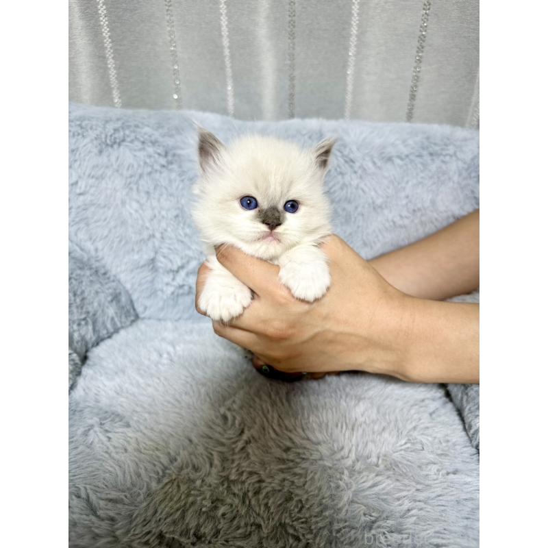 販売中の群馬県のラグドール-127647の6枚目
