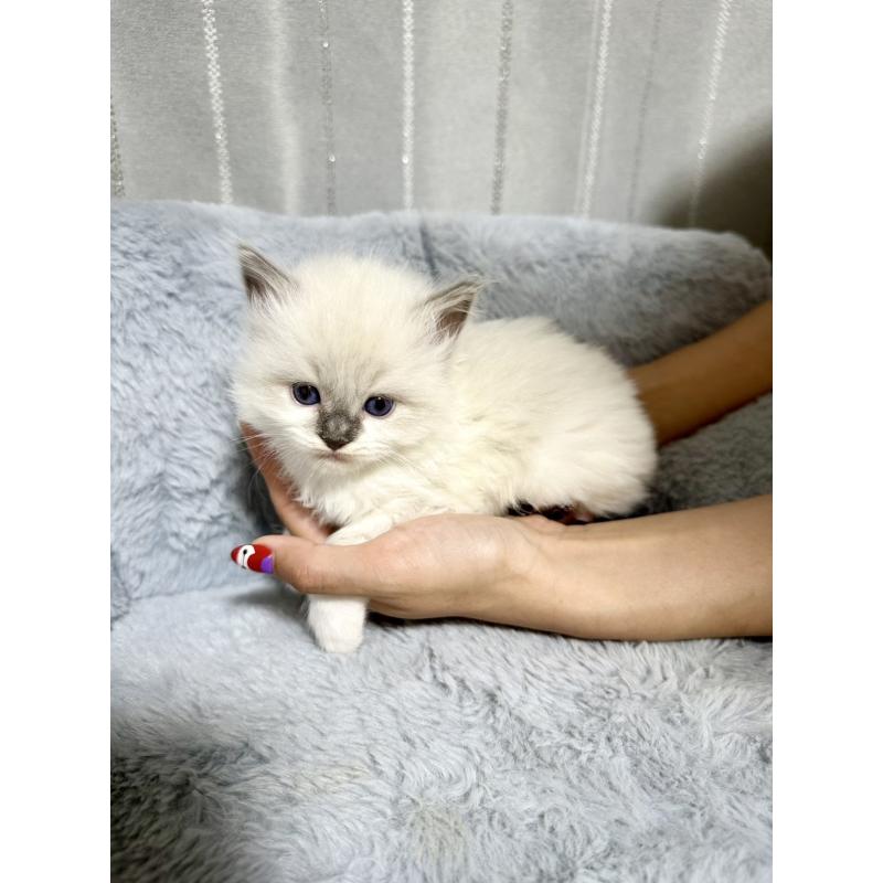 販売中の群馬県のラグドール-127647の5枚目
