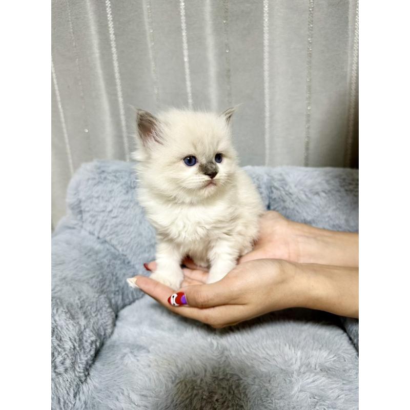 販売中の群馬県のラグドール-127647の3枚目