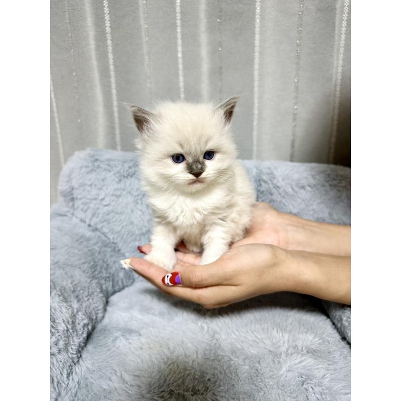 販売中の群馬県のラグドール-127647の2枚目