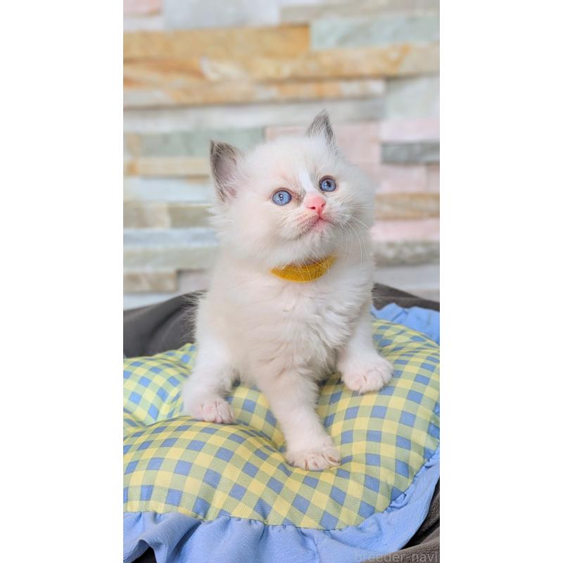 商談中の茨城県のラグドール-126733の11枚目