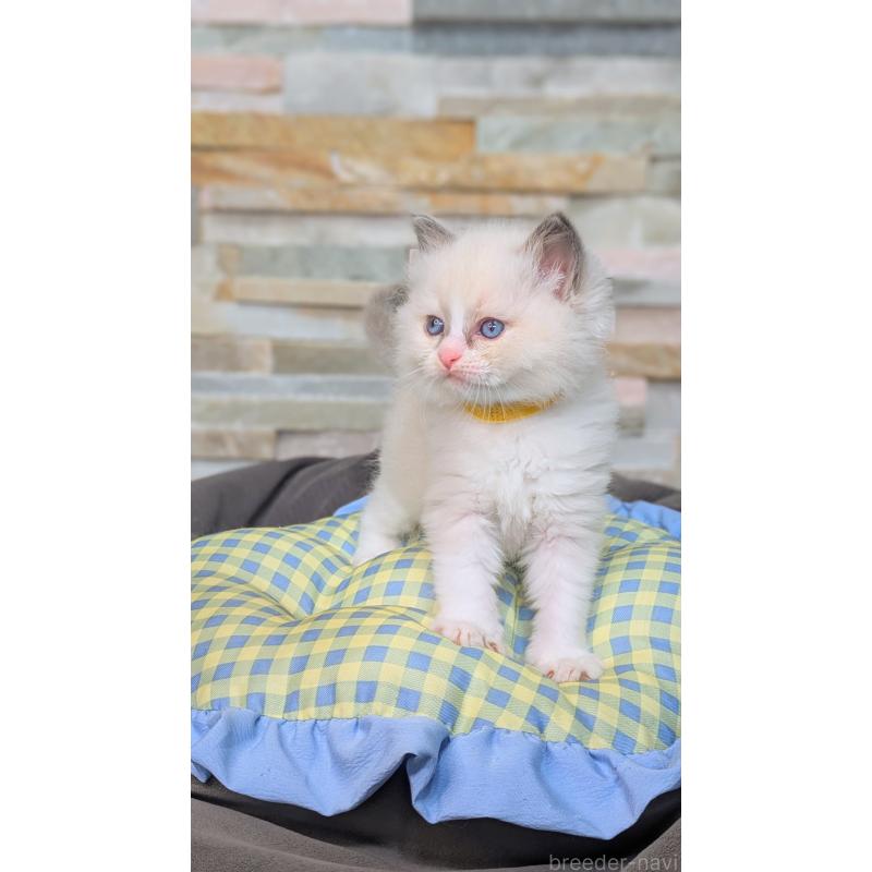 商談中の茨城県のラグドール-126733の10枚目