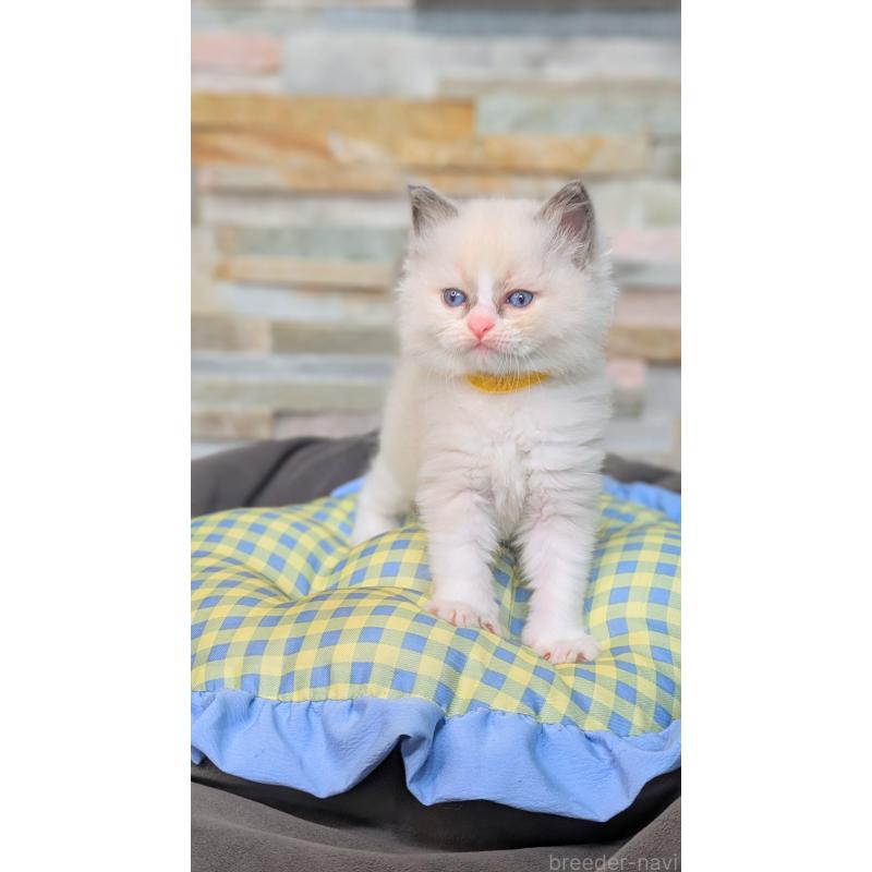 商談中の茨城県のラグドール-126733の9枚目