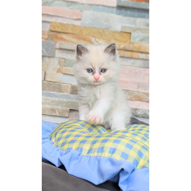 商談中の茨城県のラグドール-126733の8枚目