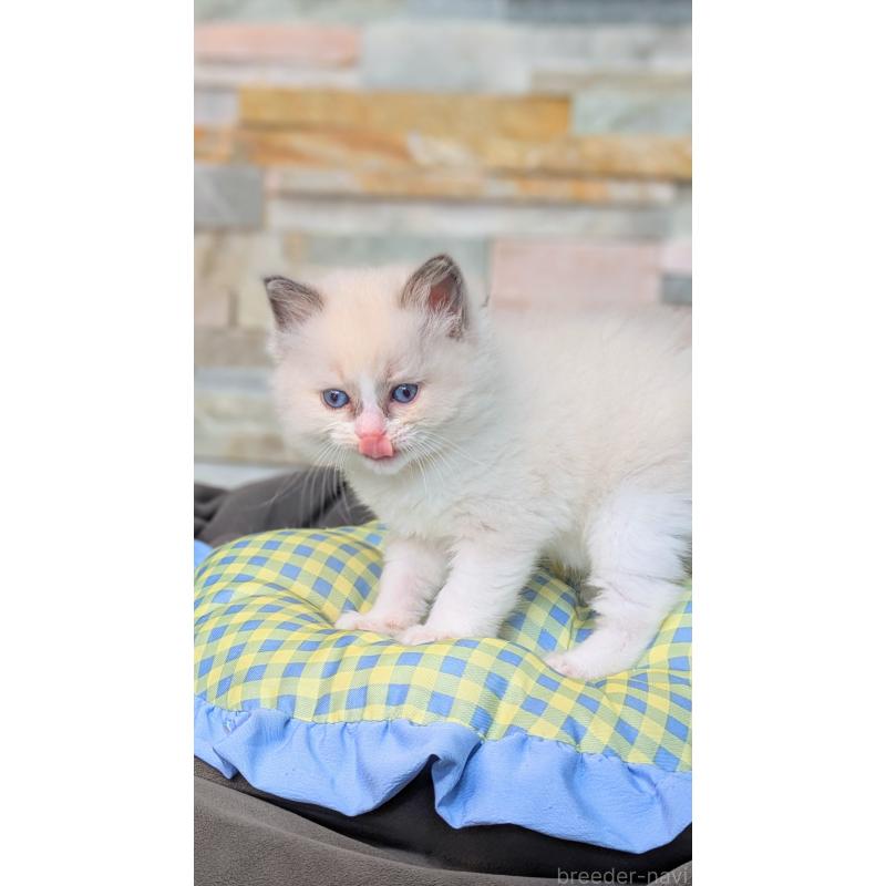 商談中の茨城県のラグドール-126733の7枚目