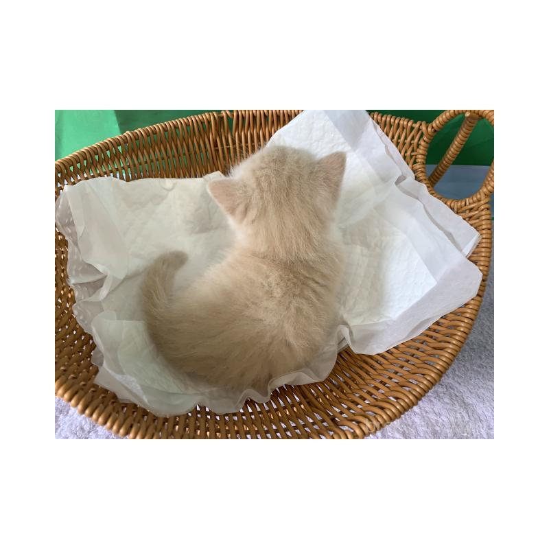 販売中の大阪府のマンチカン(短足)-127657の6枚目