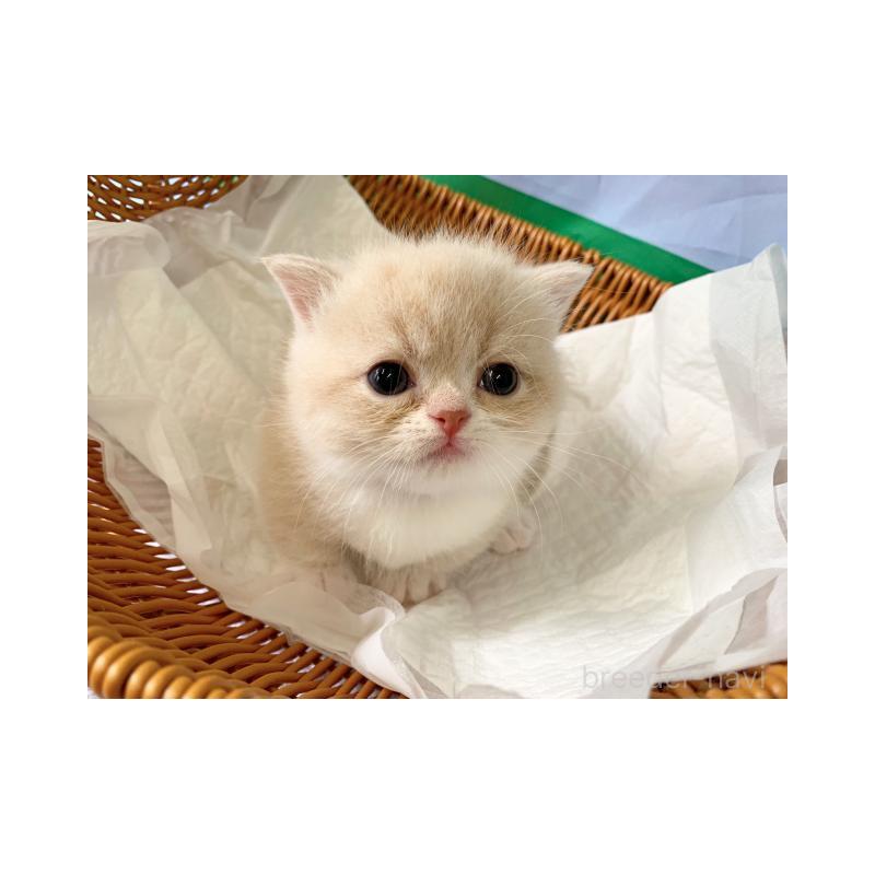 販売中の大阪府のマンチカン(短足)-127657の4枚目