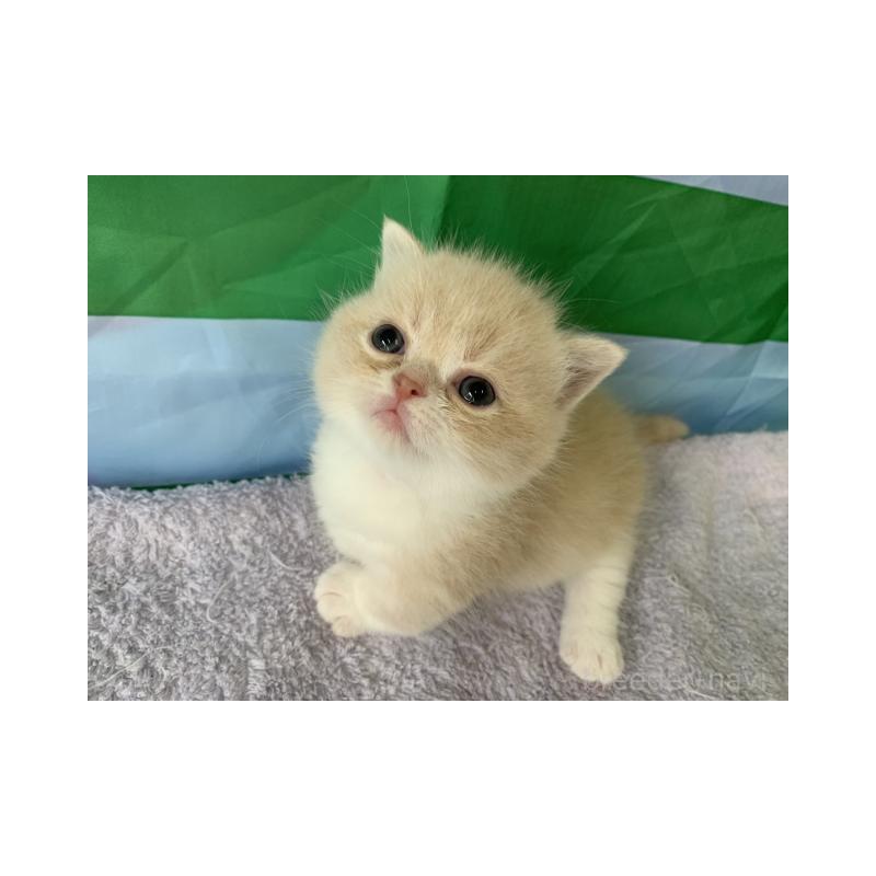 販売中の大阪府のマンチカン(短足)-127657の2枚目