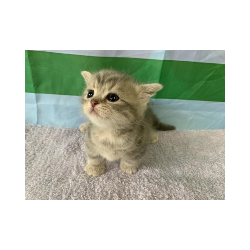 販売中の大阪府のマンチカン(短足)-127658の6枚目
