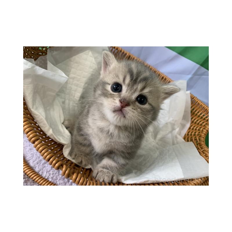 販売中の大阪府のマンチカン(短足)-127658の2枚目
