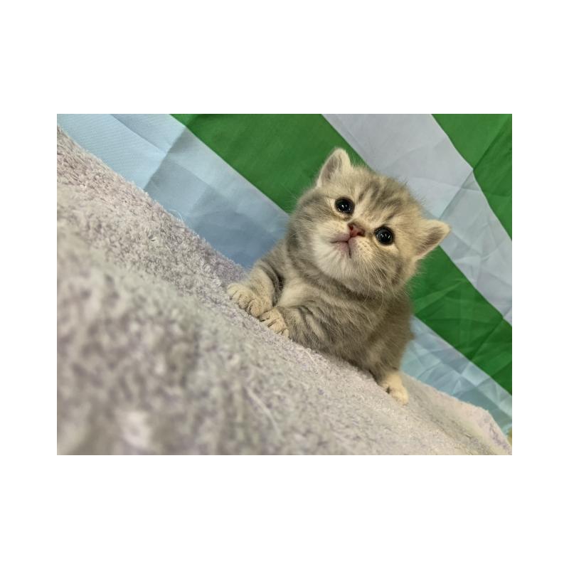 販売中の大阪府のマンチカン(短足)-127659の6枚目