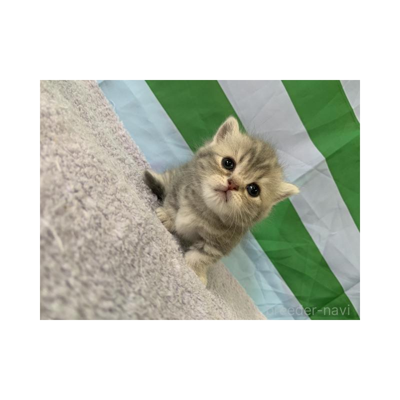 販売中の大阪府のマンチカン(短足)-127659の5枚目