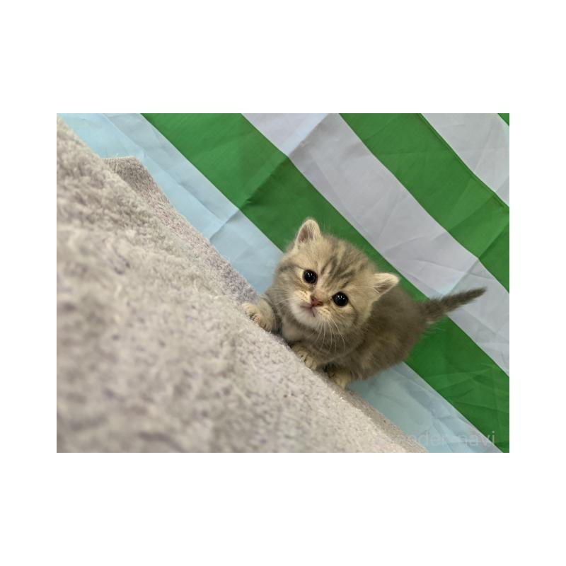 販売中の大阪府のマンチカン(短足)-127659の4枚目