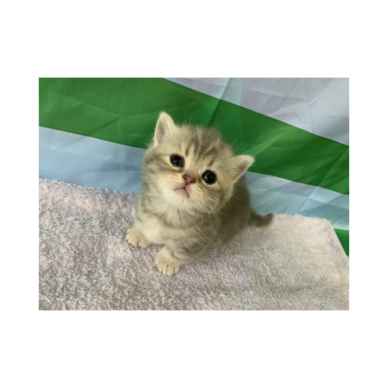 販売中の大阪府のマンチカン(短足)-127659の3枚目