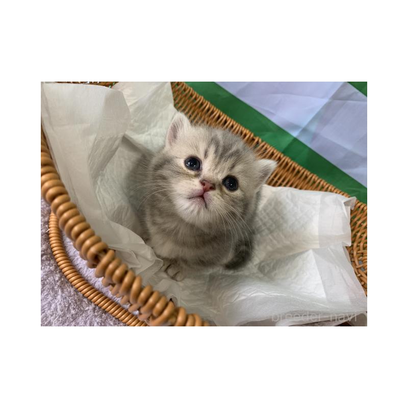 販売中の大阪府のマンチカン(短足)-127659の2枚目