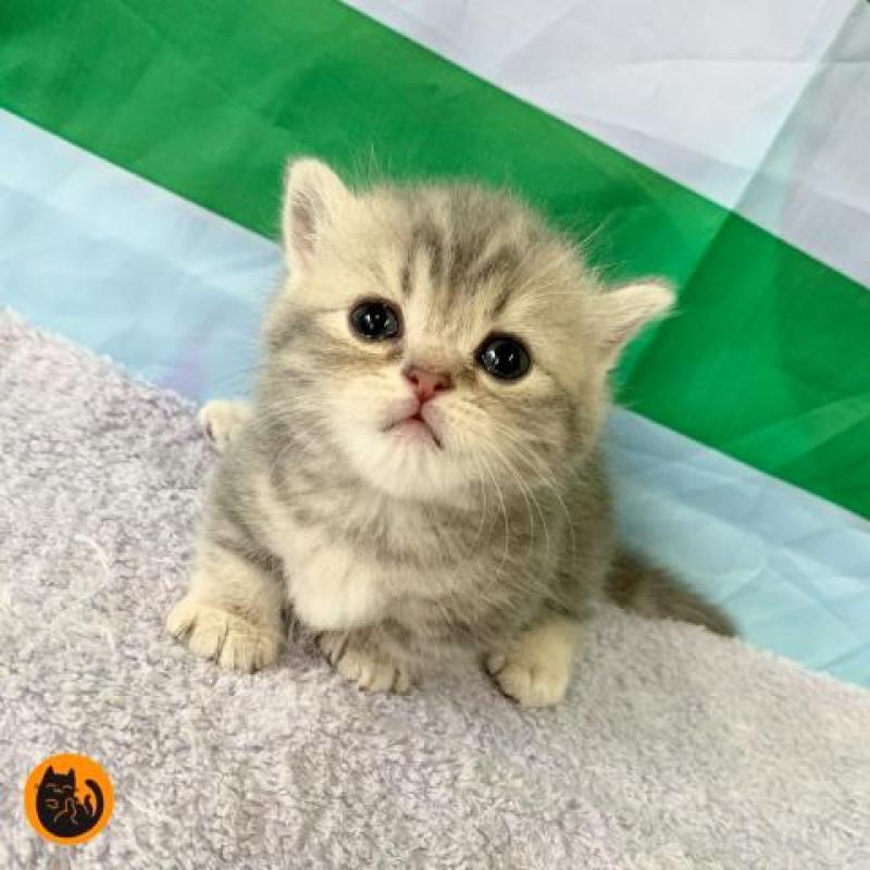 販売中の大阪府のマンチカン(短足)-127659
