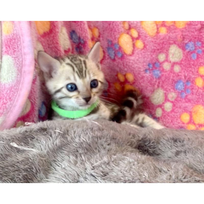 販売中の静岡県のベンガル-127402の60枚目