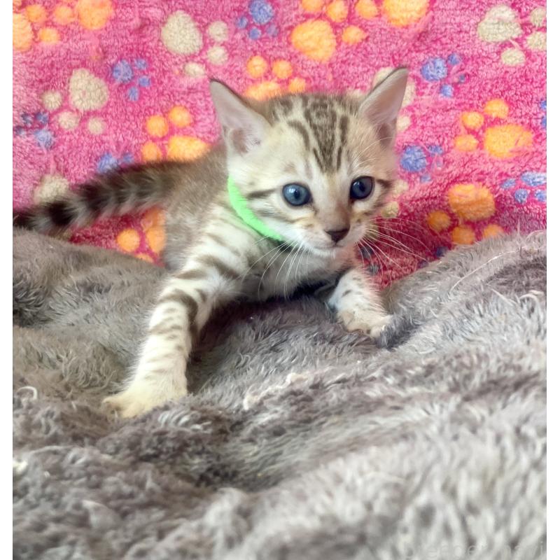 販売中の静岡県のベンガル-127402の59枚目