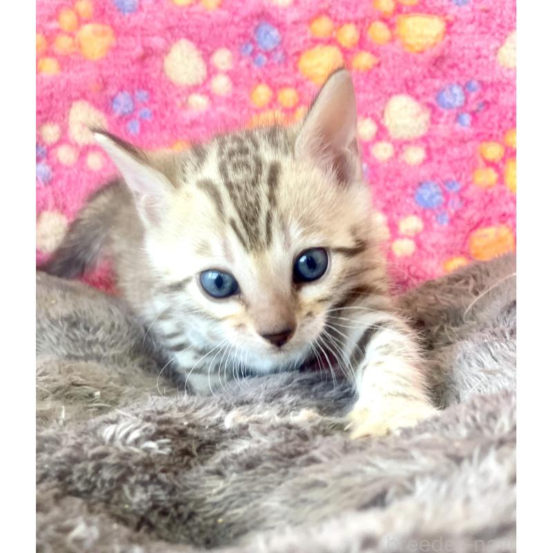 販売中の静岡県のベンガル-127402の58枚目