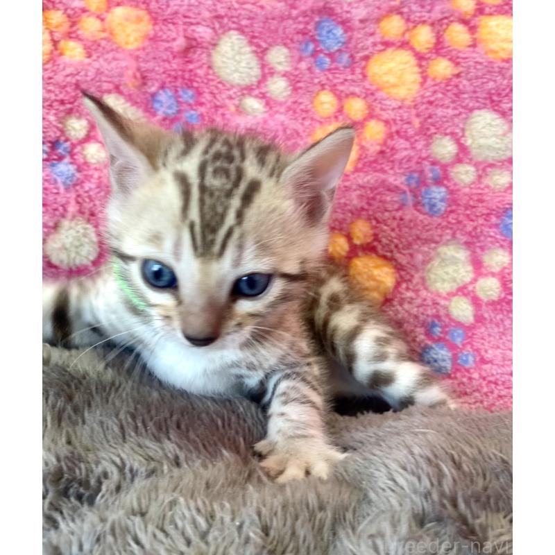 販売中の静岡県のベンガル-127402の57枚目