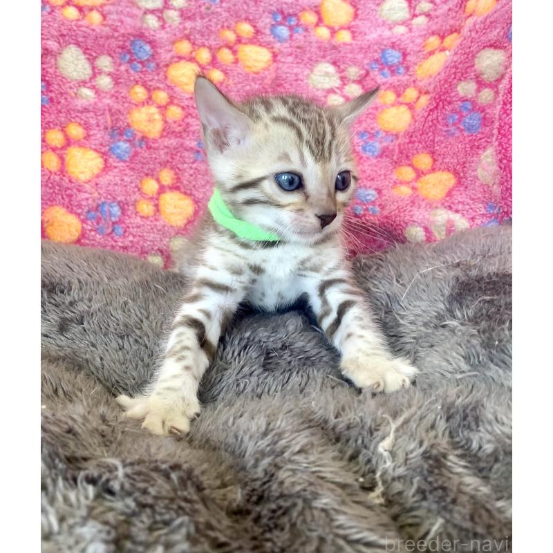 販売中の静岡県のベンガル-127402の56枚目