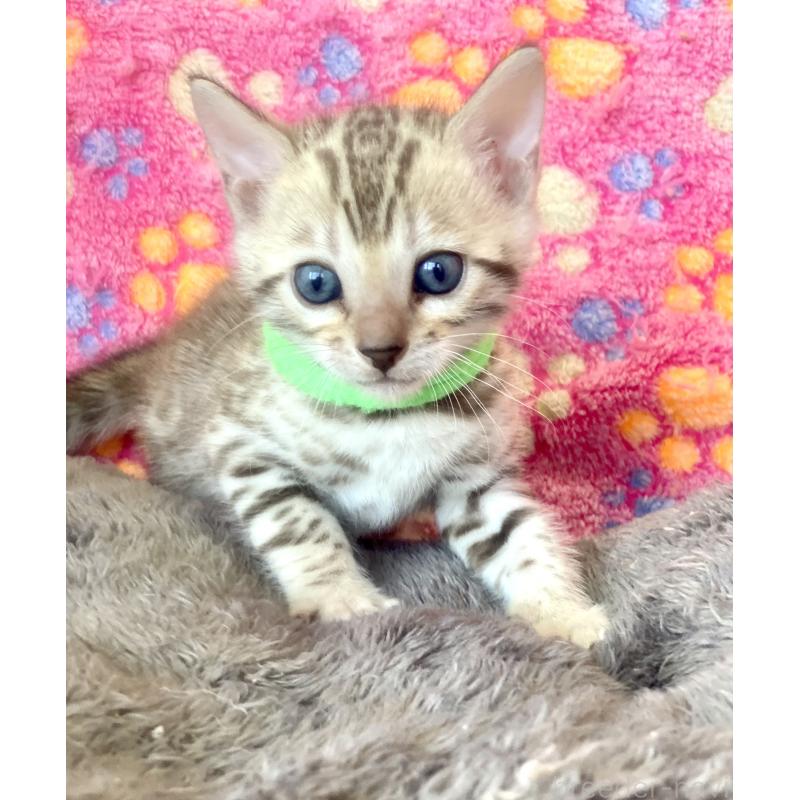 販売中の静岡県のベンガル-127402の55枚目