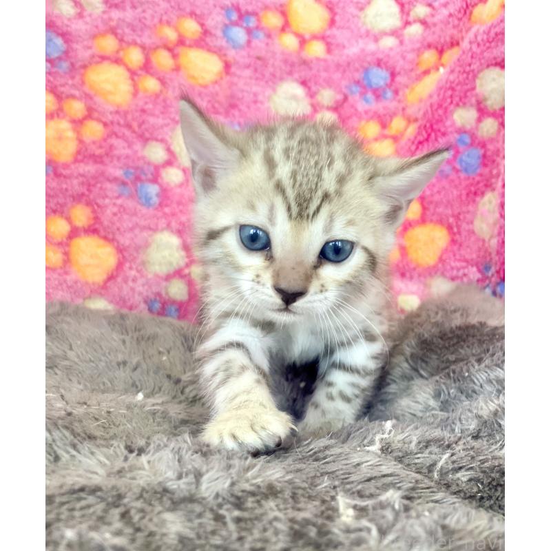 成約済の静岡県のベンガル-127401の44枚目