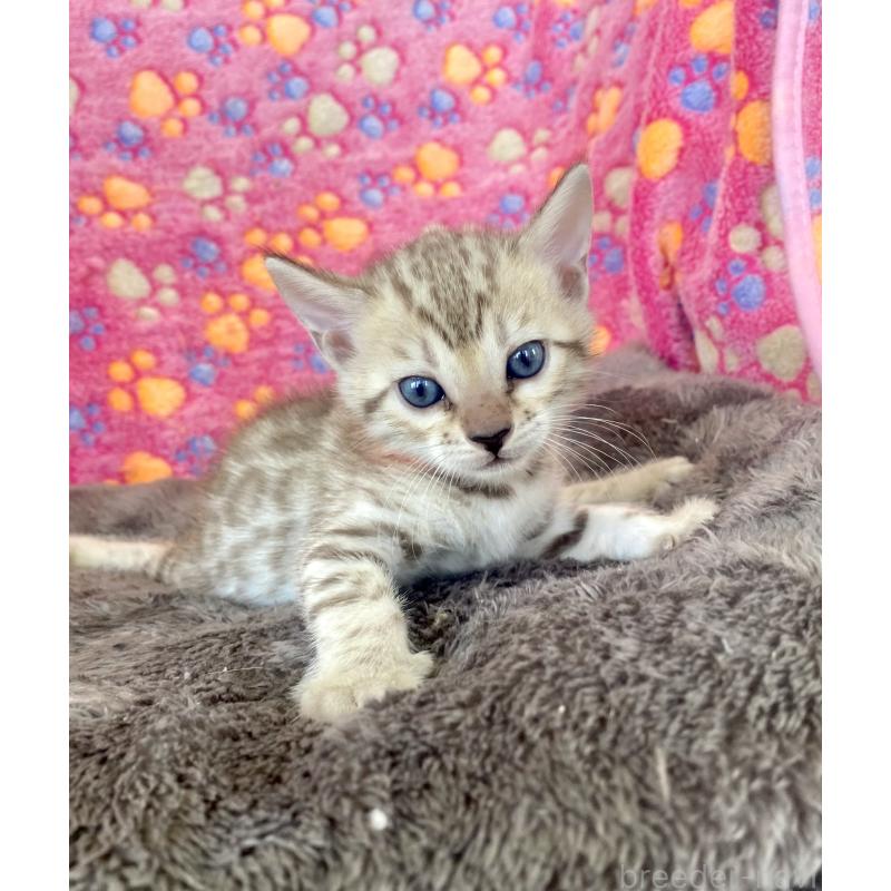 成約済の静岡県のベンガル-127401の43枚目