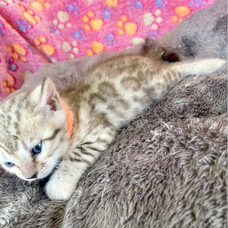 成約済の静岡県のベンガル-127401の41枚目