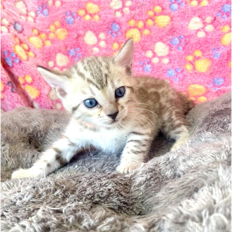 成約済の静岡県のベンガル-127401の38枚目