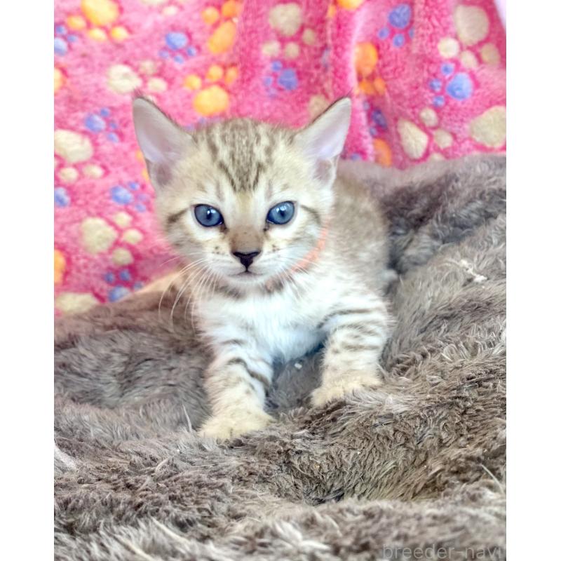 成約済の静岡県のベンガル-127401の37枚目