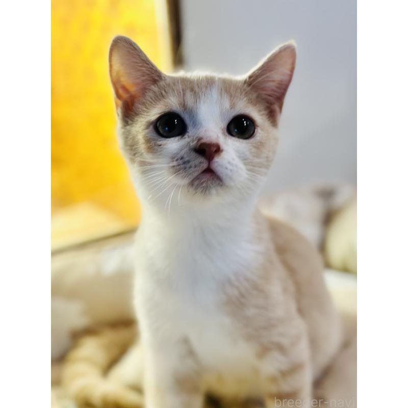 商談中の香川県のミヌエット-124210の6枚目