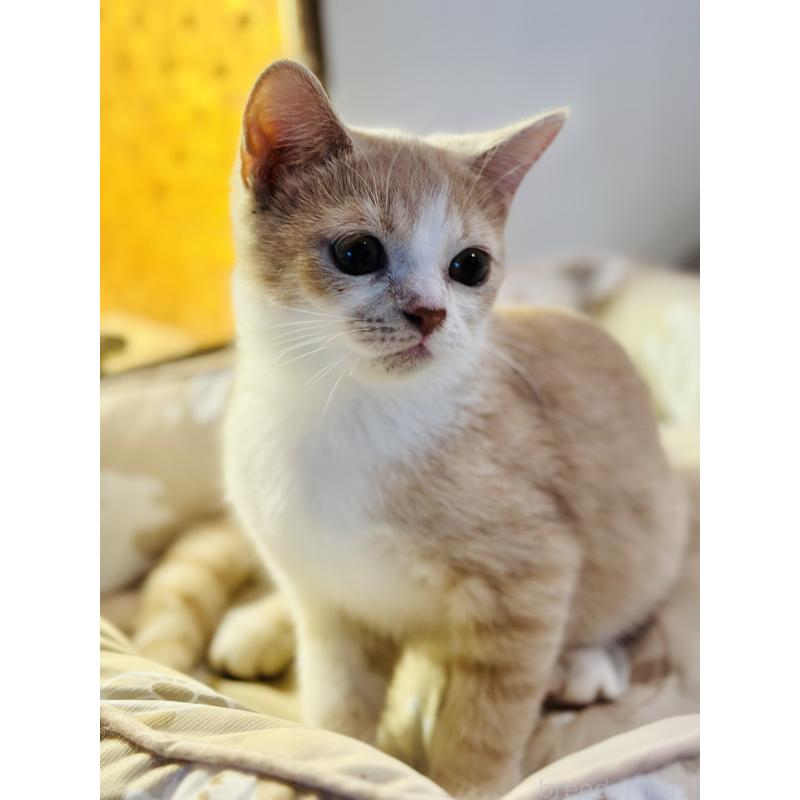 商談中の香川県のミヌエット-124210の5枚目