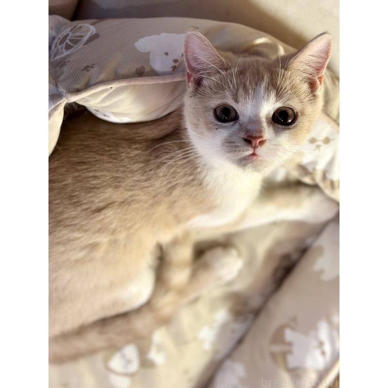 商談中の香川県のミヌエット-124210の4枚目