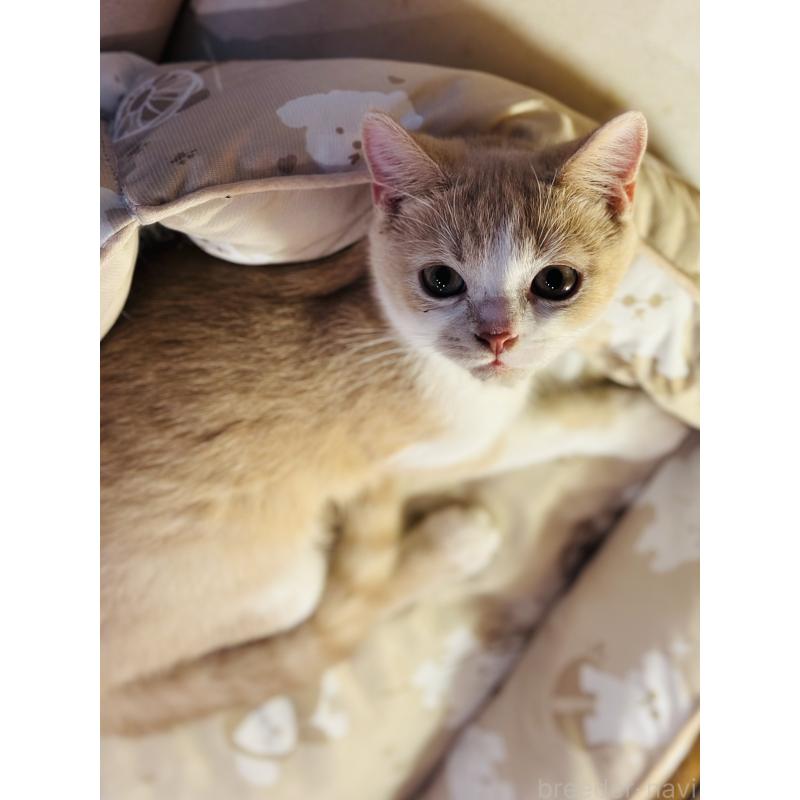 商談中の香川県のミヌエット-124210の3枚目